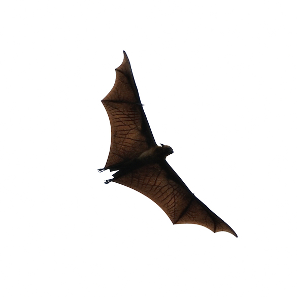 Bat removal service | Get bats out of your home attic or barn. Our team of experts understand the hazards of having bats intruding your personal property. Get to know why we are the leading bat removal company near you.