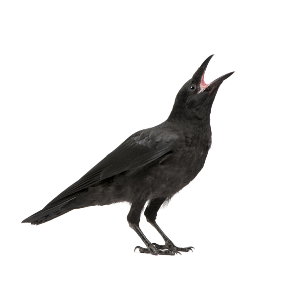 Are you having unwanted birds entering your home? No problem, we specialize in getting bird nuisance entering from the chimney of your home. Birds are notorious for bringing fleas and their droppings can be very messy.