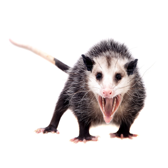 Opossums are very commonly found in homes with crawl spaces. Opossums beneath mobile homes are now becoming more common for them to have babies. Removal of these wild animals can be very difficult and experts like us can help you.