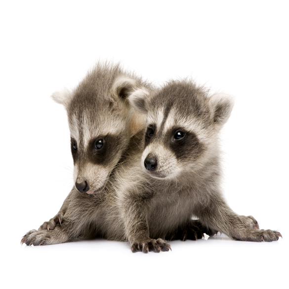 Raccoon Removal in Orange, Los Angeles, Riverside and San Bernardino. We offer trapping and clean up servce. Free raccoon removal service inside the home of your  house.  Loud noises in attics of home can be very unpleasant therefore, if you want these wild animals remove please call us. Wildlife and raccoon control service from house attic.