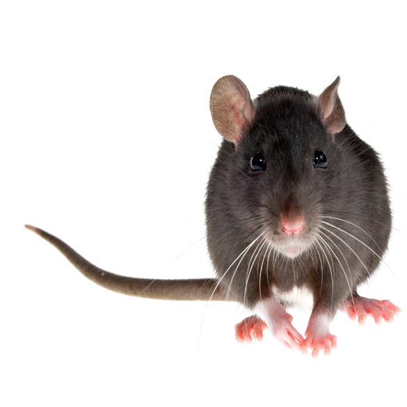 Rodent control in orange county. removal of rats in my attic. how to get rid of unwanted animals from attics of a home? We are a full service company specializing in rodent removal, we will control and clean up feces that are harmful to humans. if you are looking to get rid of mice at your home, we are the pest control company that can and will help you.