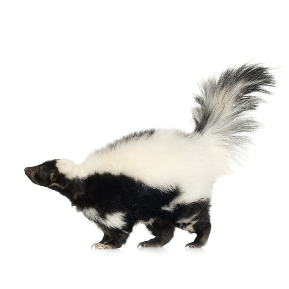 Skunks removal service.  A Teams Services Inc is a full service company providing trapping and pest control service. 