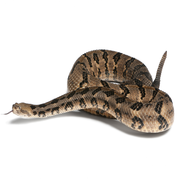 Finding snake in the yard is not uncommon.  When dealing with rattlesnakes or garden snakes it is important to take proper pre caution.  Rattle snake are becoming common in the suburbs. Residing in gardens removal of these creatures can be very dangerous and one should not attempt to do it. Rather let a professional snake removal service company get the job done for you.