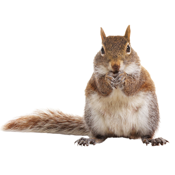 Wildlife Squirrel Removal Service. Squirrels can be cute but dont let them fool you. 