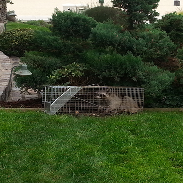 Trapping service of wildlife in attic of a house. Get rid of wild animals in santa ana, fountain valley, costa mesa and newport beach.  We specialize in Lakewood, Long Beach, Compton providing assistance with insurance companies. decotamination of raccoon waste, trapping inside your home. 